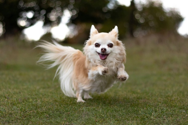 Chihuahua lông dài có khả năng sống khá lâu