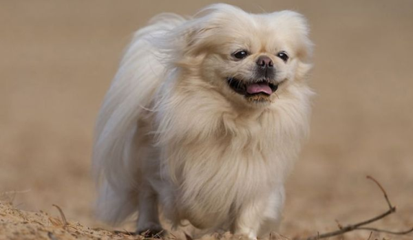 Trọng lượng của Chó Bắc Kinh lai Nhật tùy thuộc vào kích thước