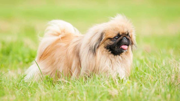 Giá của Chó Bắc Kinh lai Nhật có thể dao động đến vài chục triệu đồng