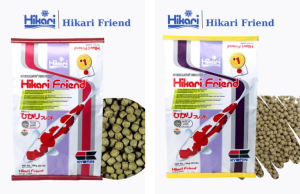 Hướng dẫn cách cho lượng thức ăn một lần Hikari Friend Hướng dẫn cách cho lượng thức ăn một lần Hikari Friend