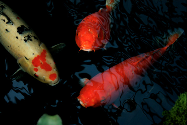 Lượng thức ăn dành cho cá koi thường được dựa vào nhiều yếu tố