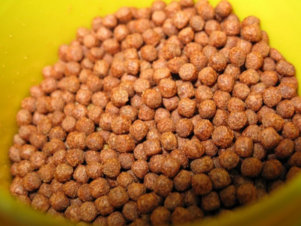 Thức ăn cũng là một trong những yếu tố ảnh hưởng đến màu của cá koi