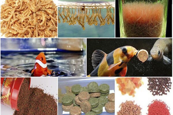 Thức ăn cho cá ảnh hưởng trực tiếp đến sức khỏe tổng thể của cá
