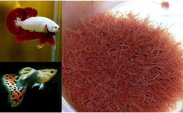 Thức  ăn cho cá bảy màu và cá Betta