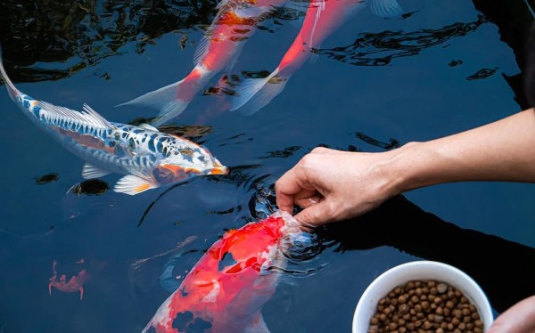 Một số kỹ thuật cho cá ăn đúng cách