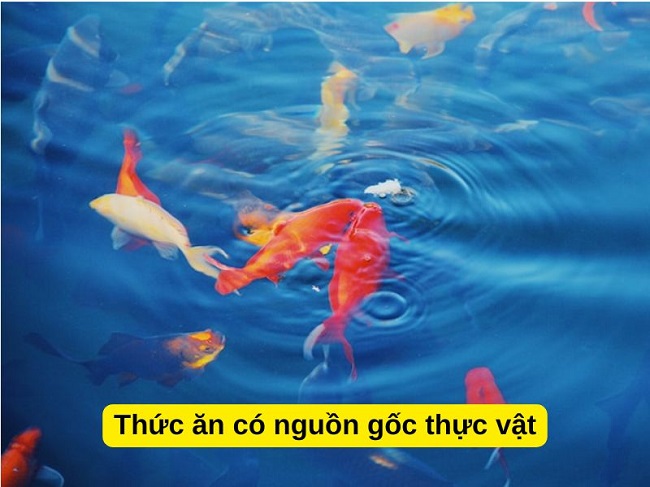 Cá ba đuôi cần một lượng nhỏ thức ăn thực vật để đảm bảo hệ tiêu hóa hoạt động tốt