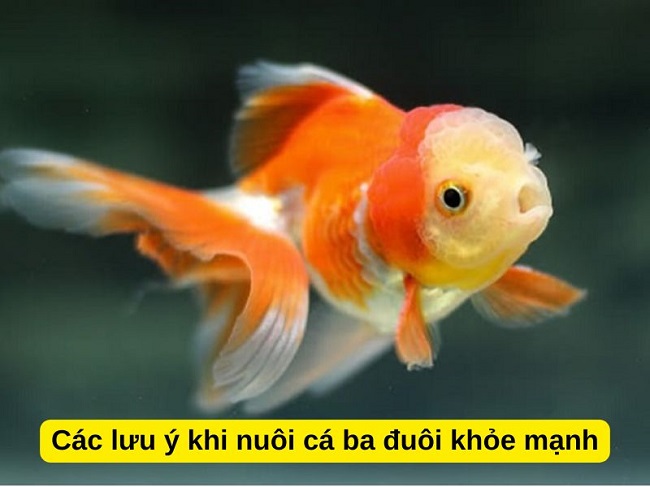 Những lưu ý quan trọng khi chọn thức ăn cho cá ba đuôi