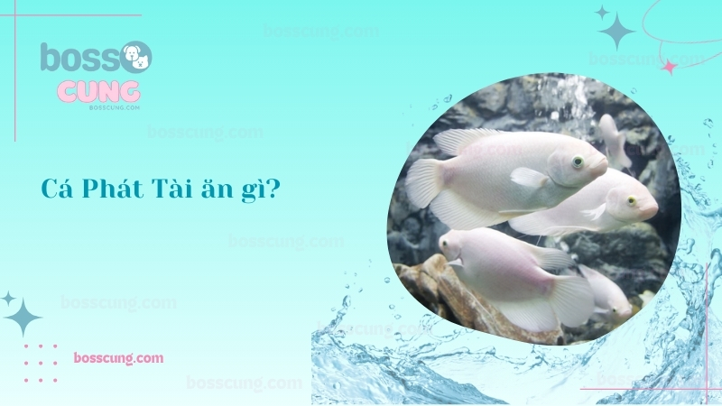cá phát tài ăn gì