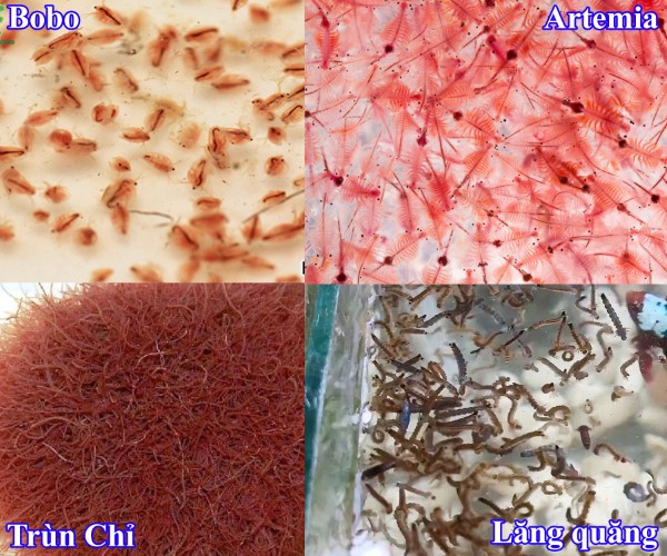 Thức ăn tươi sống loại thức ăn lý tưởng cho cá Cờ