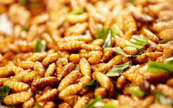 Thức ăn tự chế biến đảm bảo chất lượng cho cá Cờ