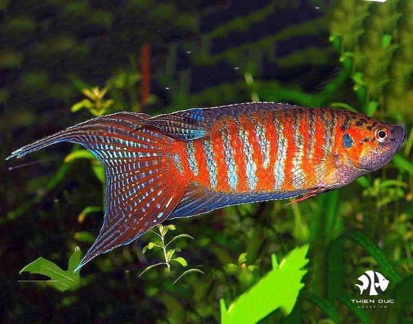 Chế độ dinh dưỡng đóng vai trò quan trọng giúp cá Cờ lên màu đẹp và nhanh lớn