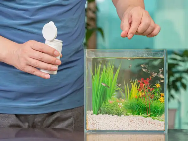 Cá Cờ bị sình bụng khi được cho ăn quá nhiều