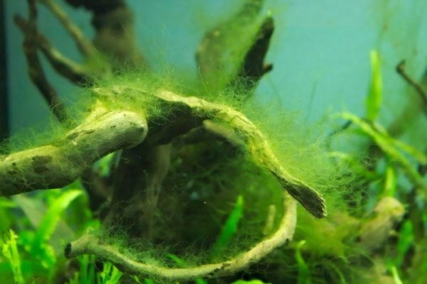 Tảo bám và rêu nguồn thức ăn tự nhiên đầu tiên của cá lau kiếng
