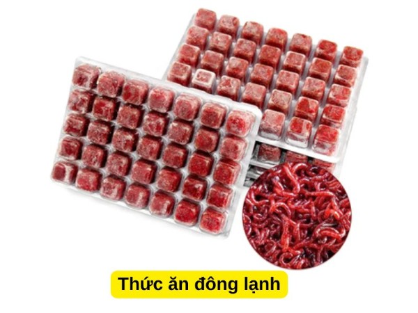 Thức ăn đông lạnh dành cho cá hồng két