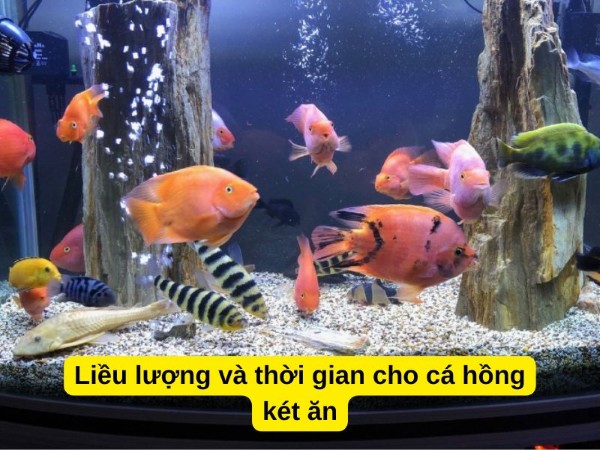 Nên cho cá hồng két ăn 2-3 lần trong ngày với lượng nhỏ thức ăn