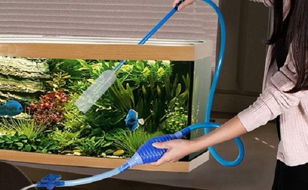 Vệ sinh hồ và thay nước định kỳ sau khi cho cá ăn