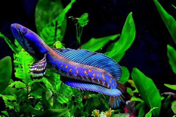 Dinh dưỡng giữ vai trò quyết định đến tốc độ tăng trưởng và sức khỏe của cá lóc cảnh
