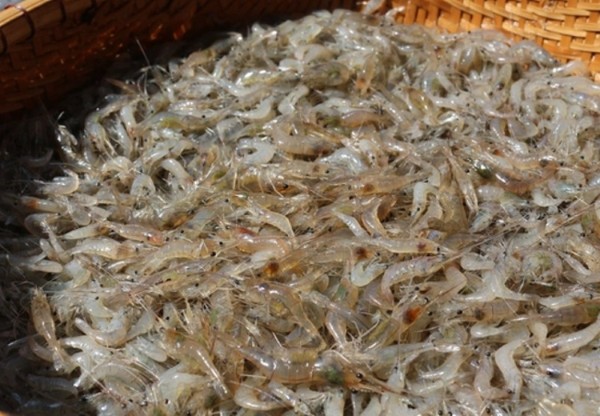 Thức ăn tươi sống lựa chọn hàng đầu cho cá lóc cảnh