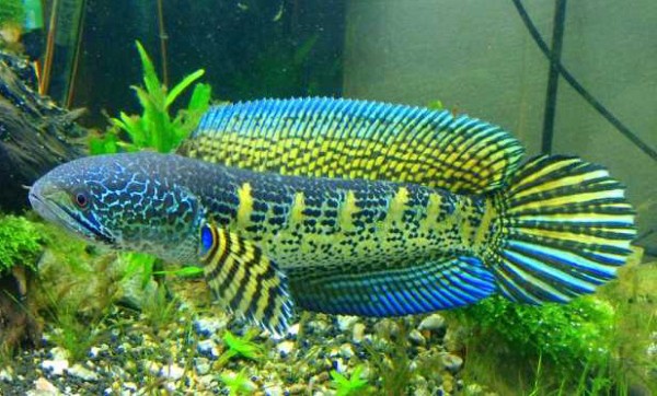 Cá lóc vảy rồng, nữ hoàng Channa Maru, Channa Auranti